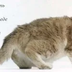 Вітаміни та мінерали для кішок (коливається довжина тіла) Вітаміни та мінерали для кішок
