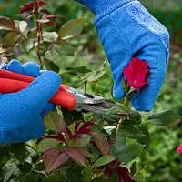 Вирощування плетистих троянд (формування троянд) Вирощування плетистих троянд