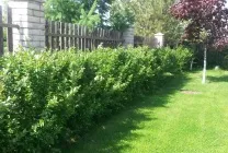 Вирощування кизильника на дачі з насіння, у відкритому грунті, умови, посадка, полив, підживлення, (дачі) Вирощування кизильника на дачі з насіння, у відкритому грунті, умови, посадка, полив, підживлення,