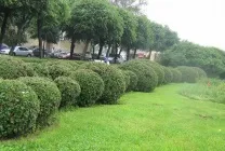 Вирощування кизильника на дачі з насіння, у відкритому грунті, умови, посадка, полив, підживлення, (посадка) Вирощування кизильника на дачі з насіння, у відкритому грунті, умови, посадка, полив, підживлення,