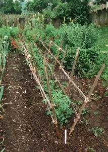 Вирощування помідорів у відкритому грунті (помідорів відкритому грунті) Вирощування помідорів у відкритому грунті