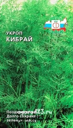 Вирощування кропу - посадка, сорти, хвороби (кропу) Вирощування кропу - посадка, сорти, хвороби