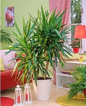 Вплив кімнатних рослин на атмосферу будинку, greenhome (крім естетичного задоволення) Вплив кімнатних рослин на атмосферу будинку, greenhome