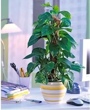 Вплив кімнатних рослин на атмосферу будинку, greenhome (кімнатних) Вплив кімнатних рослин на атмосферу будинку, greenhome