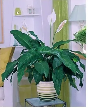 Вплив кімнатних рослин на атмосферу будинку, greenhome (кімнатних) Вплив кімнатних рослин на атмосферу будинку, greenhome