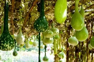 Вирощуємо чорну редьку, посів і догляд за нею, зразкова садиба (чорну) Вирощуємо чорну редьку, посів і догляд за нею, зразкова садиба