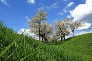 Вишня в саду - посадка, вибір саджанця, запилення, вирощування томатів на дачній ділянці