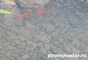 Водойма-ставок на дачі з рибами своїми руками крок за кроком (дачі) Водойма-ставок на дачі з рибами своїми руками крок за кроком