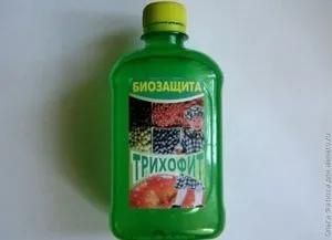 Вирощування монстери кущем