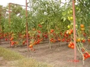 Вирощування помідорів у відкритому грунті (грунті) Вирощування помідорів у відкритому грунті