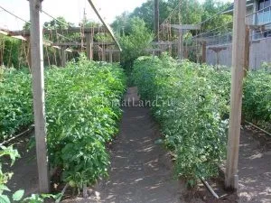 Вирощування помідорів у відкритому грунті (у відкритому) Вирощування помідорів у відкритому грунті