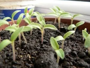 Вирощування помідорів у відкритому грунті (помідорів) Вирощування помідорів у відкритому грунті