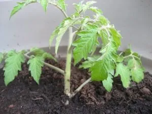 Вирощування помідорів у відкритому грунті (помідорів відкритому грунті) Вирощування помідорів у відкритому грунті