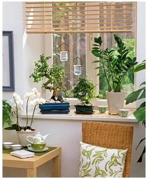 Вплив кімнатних рослин на атмосферу будинку, greenhome (отруйні речовини) Вплив кімнатних рослин на атмосферу будинку, greenhome