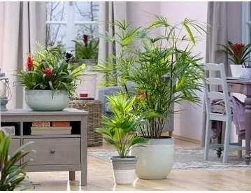 Вплив кімнатних рослин на атмосферу будинку, greenhome (кімнатних) Вплив кімнатних рослин на атмосферу будинку, greenhome