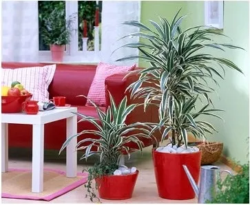 Вплив кімнатних рослин на атмосферу будинку, greenhome (мікроклімат квартири) Вплив кімнатних рослин на атмосферу будинку, greenhome