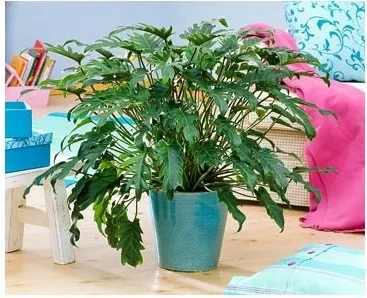 Вплив кімнатних рослин на атмосферу будинку, greenhome (отруйні речовини) Вплив кімнатних рослин на атмосферу будинку, greenhome