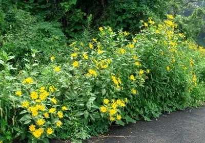 Вирощування топінамбура, природне землеробство (вирощування топінамбура) Вирощування топінамбура, природне землеробство