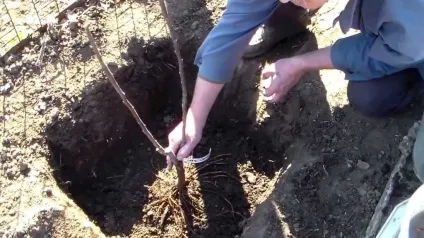 Вирощування інжиру в південних і північних областях (інжиру) Вирощування інжиру в південних і північних областях