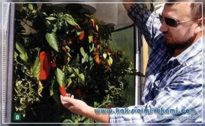 Вирощування помідорів вниз головою-вгору корінням, своїми руками - як зробити самому (помідорів) Вирощування помідорів вниз головою-вгору корінням, своїми руками - як зробити самому