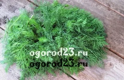 Вирощування кропу - посадка, сорти, хвороби (сорти) Вирощування кропу - посадка, сорти, хвороби