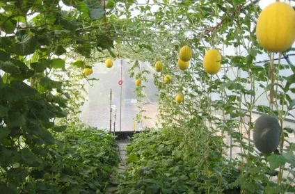 Вирощування дині в теплиці посадка, формування, догляд (теплиці) Вирощування дині в теплиці посадка, формування, догляд