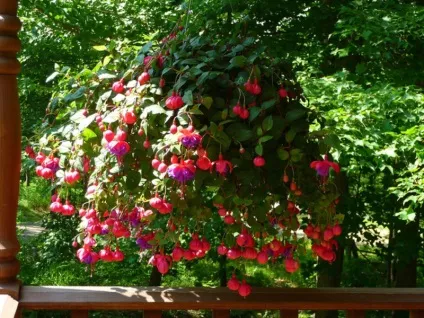 Вирощування ампельної фуксії опис, розмноження і догляд, фото квітів (опис) Вирощування ампельної фуксії опис, розмноження і догляд, фото квітів