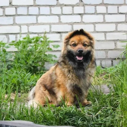 Ворони і собака