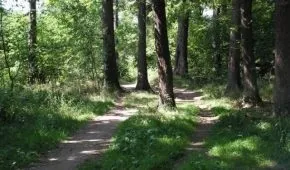 Другі страви з грибами рецепти (рецепти) Другі страви з грибами рецепти