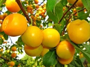 Все про властивості аличі - користь і шкода для здоров'я, рецепти на зиму (алича користь) Все про властивості аличі - користь і шкода для здоров'я, рецепти на зиму