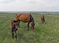 Характеристика степейУкаіни - це