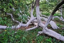 Яблуня - легенди і повір'я про квіти (яблуня) Яблуня - легенди і повір'я про квіти