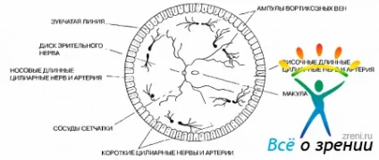 хірургічна анатомія