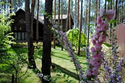 Яскраві фарби соснового лісу - brechkodesign