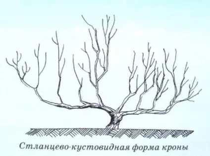 Яблуня не плодоносять, в чому причина що робити, якщо молода або стара яблуня не хоче давати (яблуня) Яблуня не плодоносять, в чому причина що робити, якщо молода або стара яблуня не хоче давати