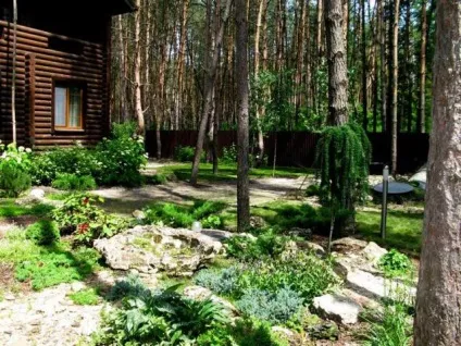Яскраві фарби соснового лісу - brechkodesign