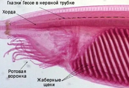 Навіщо жирафу ріжки (всередині тіла прямо) Навіщо жирафу ріжки