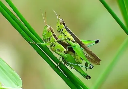 зелений коник