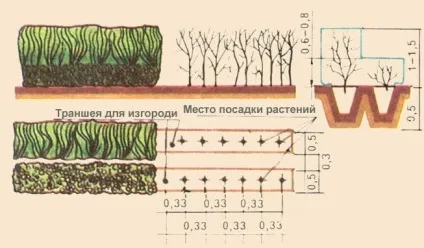 Жива огорожа з верби як зробити оригінальний паркан на дачі своїми руками (паркан) Жива огорожа з верби як зробити оригінальний паркан на дачі своїми руками