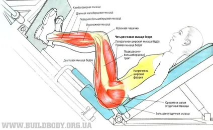 Жим ногами лежачи в тренажері (статтю ногами лежачи) Жим ногами лежачи в тренажері