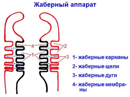 Зябровий апарат і його похідні (м'язів мови дуга) Зябровий апарат і його похідні