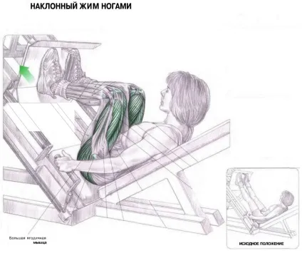 Жим ногами в тренажері - техніка виконання для дівчат і чоловіків (виконання) Жим ногами в тренажері - техніка виконання для дівчат і чоловіків