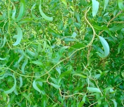 Жива огорожа з верби як зробити оригінальний паркан на дачі своїми руками (своїми) Жива огорожа з верби як зробити оригінальний паркан на дачі своїми руками