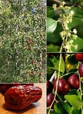 Зизифус (унаби фінік) корисні властивості, застосування, лікування (застосування) Зизифус (унаби фінік) корисні властивості, застосування, лікування