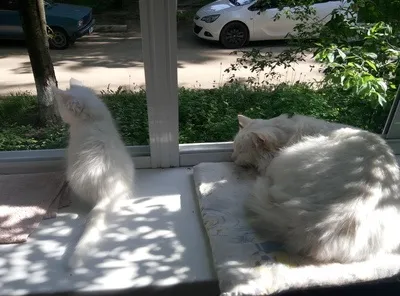 Знайомимо котів правильно
