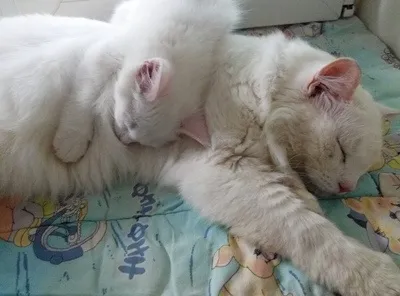 Знайомимо котів правильно