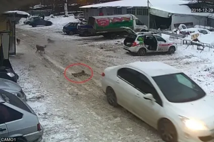 Зоозахисники вимагають покарати бухгалтера з Самари, яка повільно розчавила собаку автомобілем (яка) Зоозахисники вимагають покарати бухгалтера з Самари, яка повільно розчавила собаку автомобілем