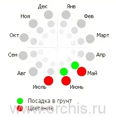 Анхуза (воловик) - вирощування, посадки і догляду, фото, розмноження (анхуза) Анхуза (воловик) - вирощування, посадки і догляду, фото, розмноження