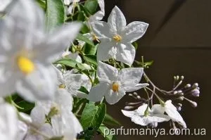 Аромати із запахом жасмину (жасмину) Аромати із запахом жасмину