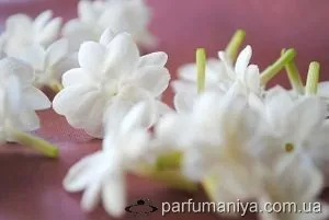 Аромати із запахом жасмину (жасмину) Аромати із запахом жасмину